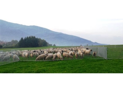 Panele ogrodzeniowe dla kóż i owiec - 63_2.jpg