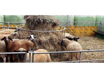 Panele ogrodzeniowe ROW dla owiec  - 68_5.jpg