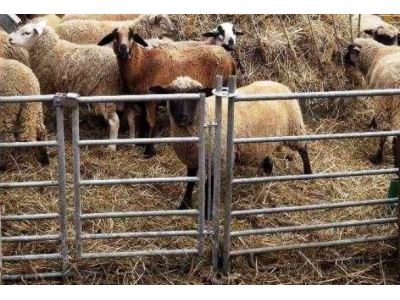 Panele ogrodzeniowe z furtką ROW dla owiec  - 69_4.jpg